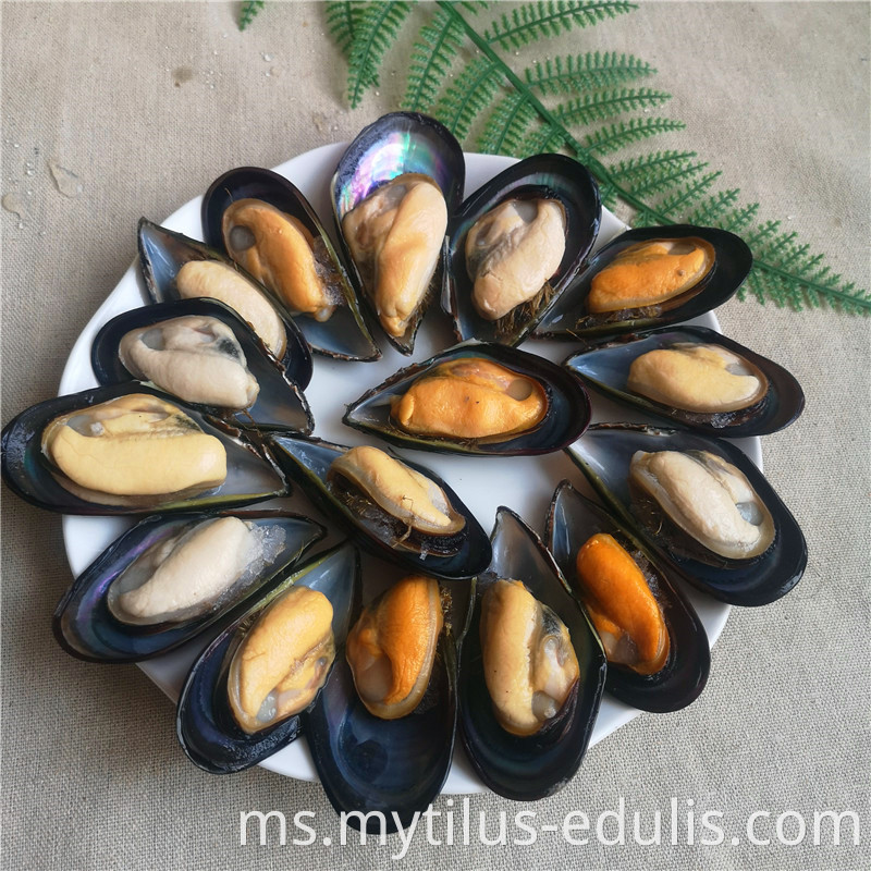 mussle hijau masak segar beku berkualiti tinggi